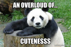 Cute Panda