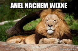 Contemplative Lion