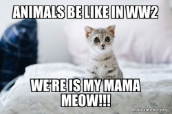 Cute Kitten