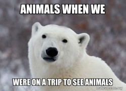 Popular Opinion Polar Bear