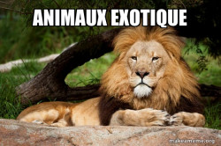 Contemplative Lion