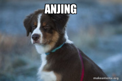 Unsure Dog