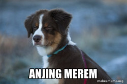 Unsure Dog