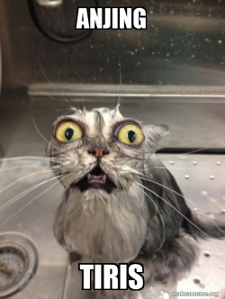Cat bath