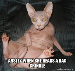 Hairless Cat