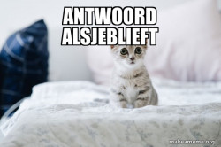 Cute Kitten