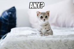 Cute Kitten
