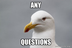 Stuff That Didn't Happen Seagull