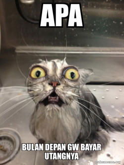 Cat bath