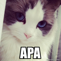 Ridiculously Photogenic Cat