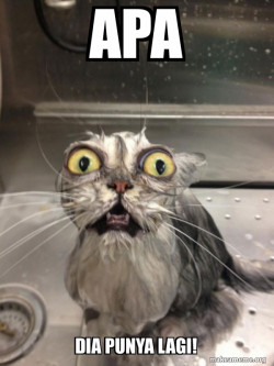 Cat bath