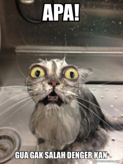 Cat bath