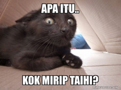 Schitzo Cat