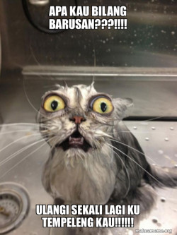 Cat bath