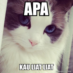 Ridiculously Photogenic Cat