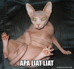 Hairless Cat