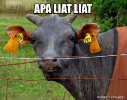 Hairless Cow