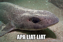 Dirty Joke Dogfish