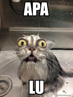 Cat bath