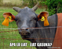 Hairless Cow