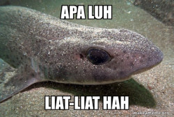 Dirty Joke Dogfish