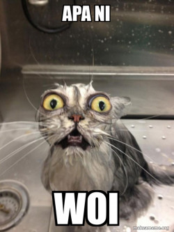 Cat bath