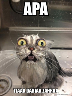 Cat bath