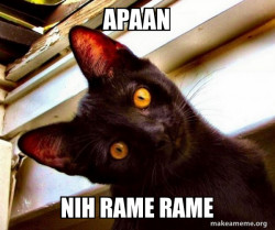 Overly Attached Cat