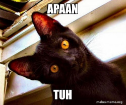 Overly Attached Cat