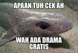 Dirty Joke Dogfish