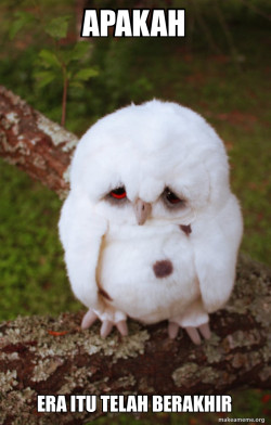 Sad Owl