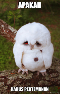 Sad Owl