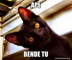 Overly Attached Cat