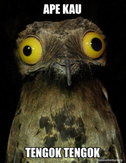 Weird Stuff I do Potoo
