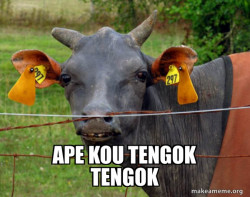 Hairless Cow