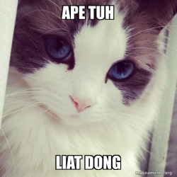 Ridiculously Photogenic Cat
