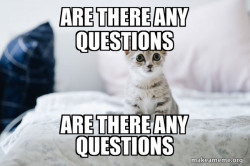 Cute Kitten