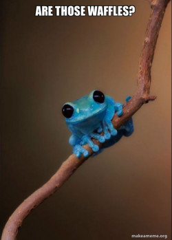 Small Fact Frog