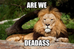 Contemplative Lion