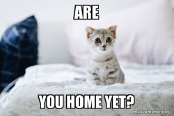 Cute Kitten