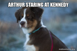 Unsure Dog