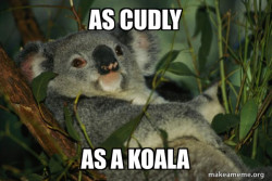 Laid Back Koala