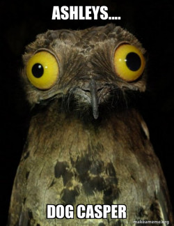 Weird Stuff I do Potoo