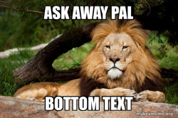 Contemplative Lion