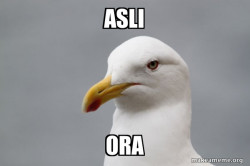 Stuff That Didn't Happen Seagull