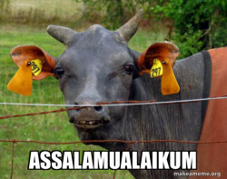 Hairless Cow
