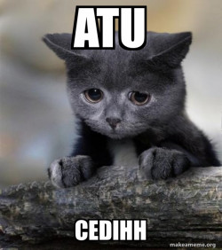 Confession Cat