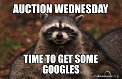 Evil Plotting Raccoon