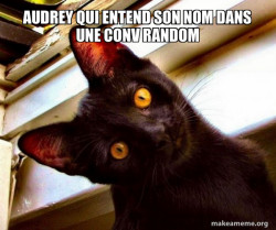 Overly Attached Cat