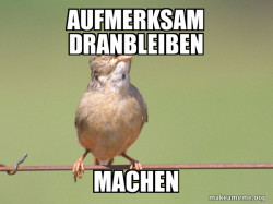Common Opinion Sparrow